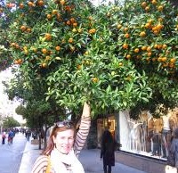 Urban Food Forests: A Policy Proposal