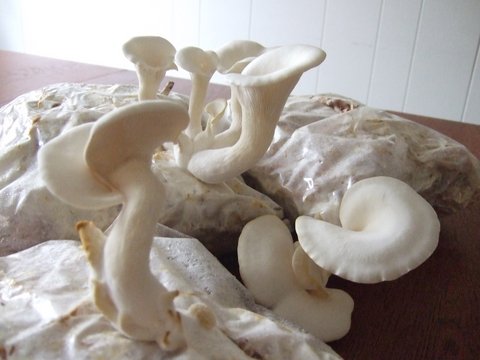 How to Grow Your Own Oyster Mushrooms on Straw - The Permaculture